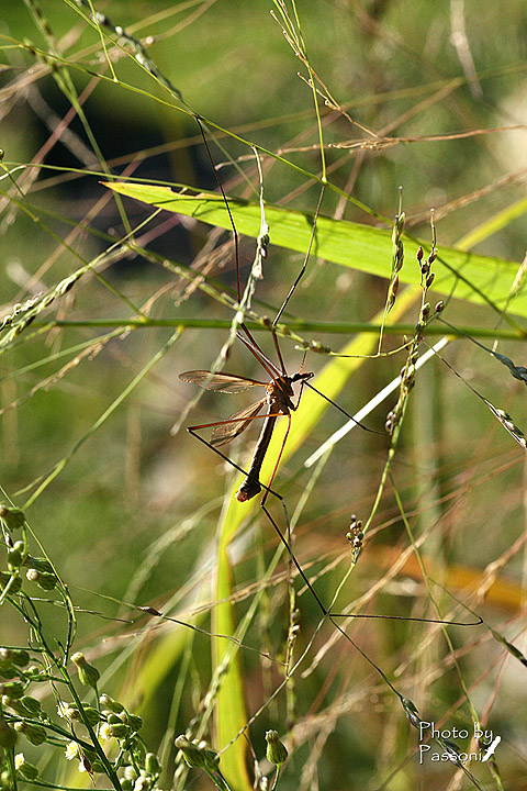 Tipula sp.